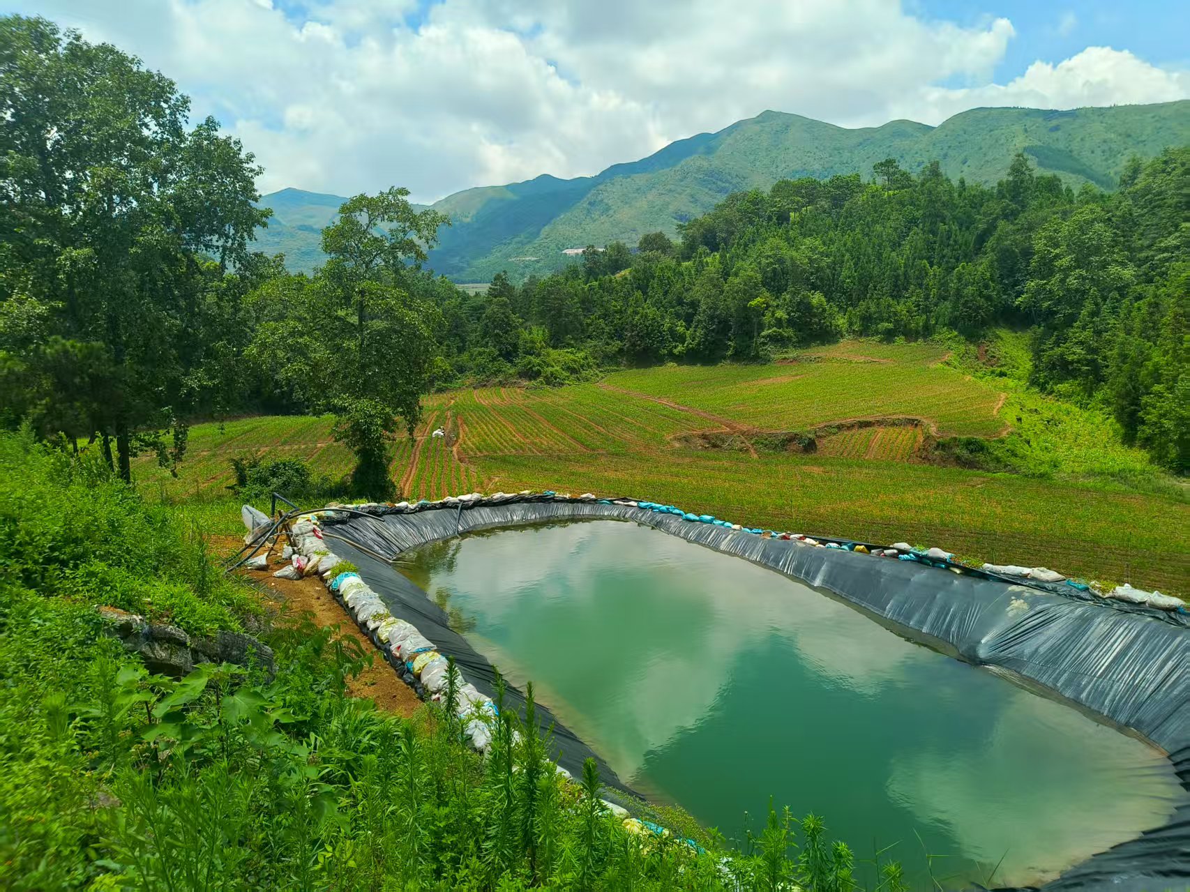 ��˾������ֲ����