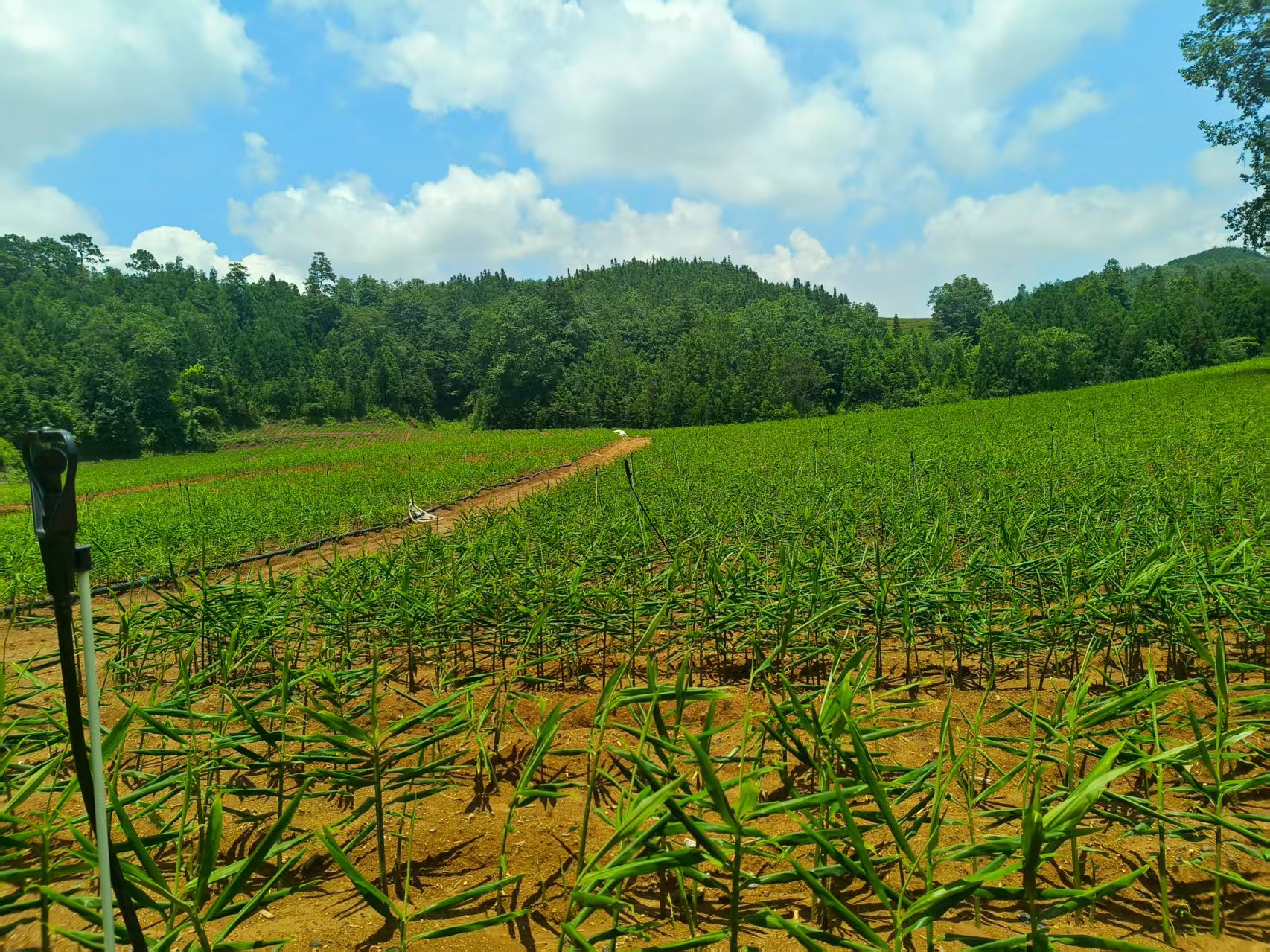 ��˾������ֲ����