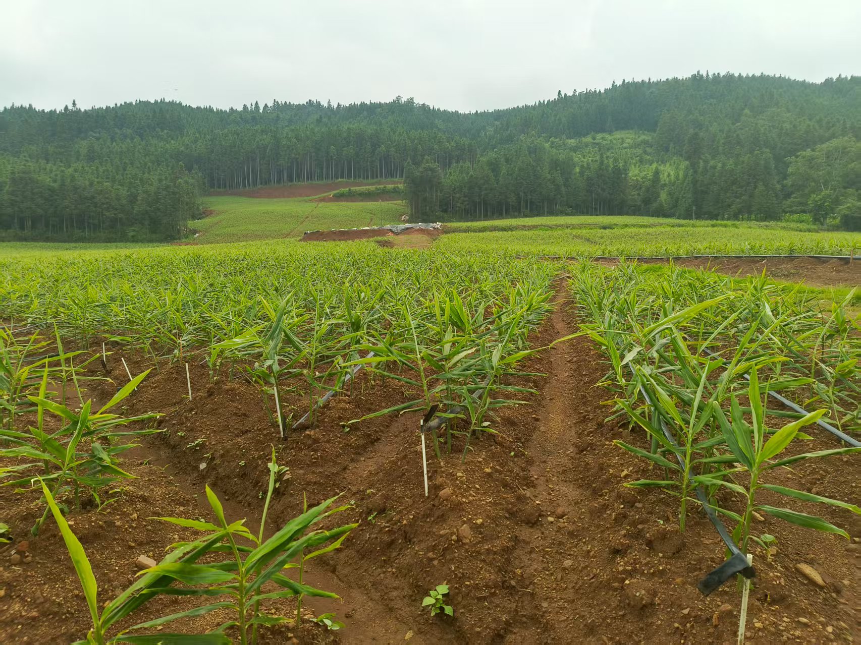 ������ɫ������ֲ