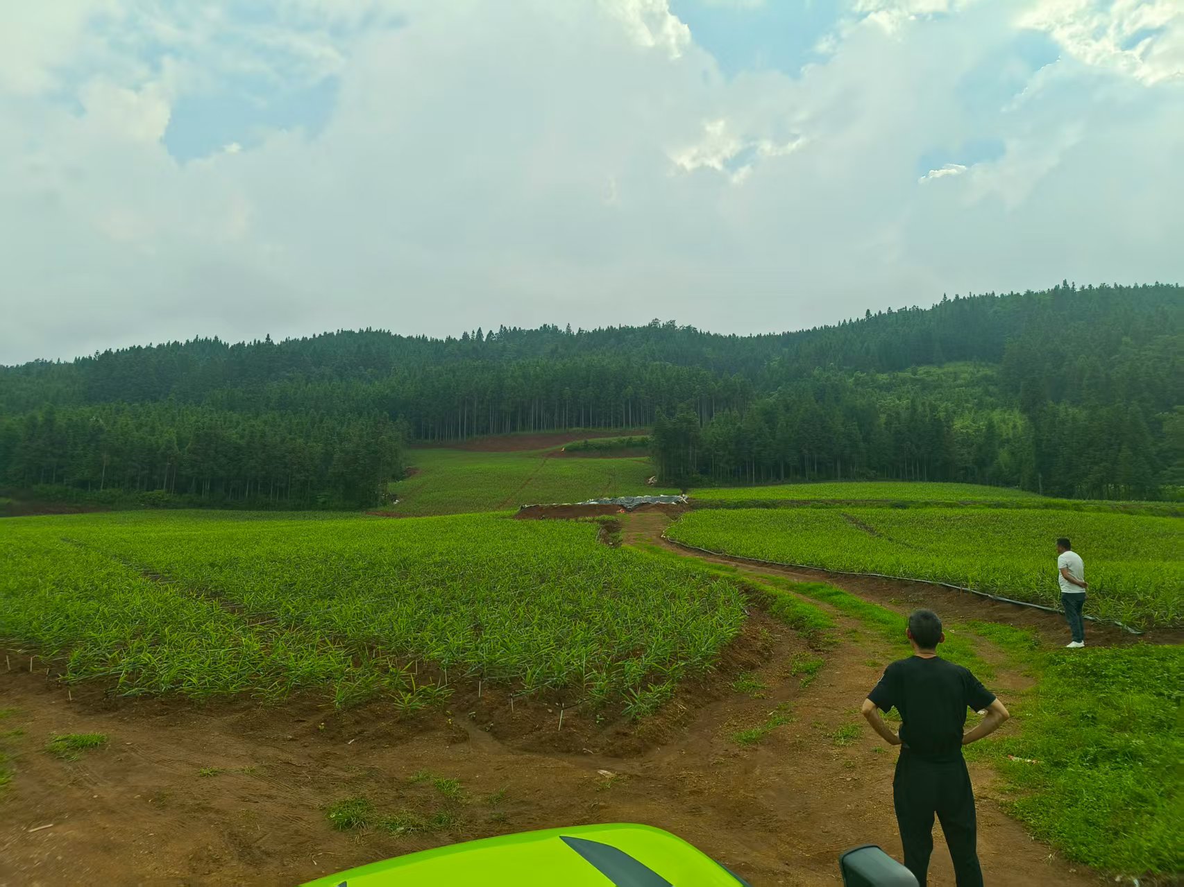 ������ɫ������ֲ����