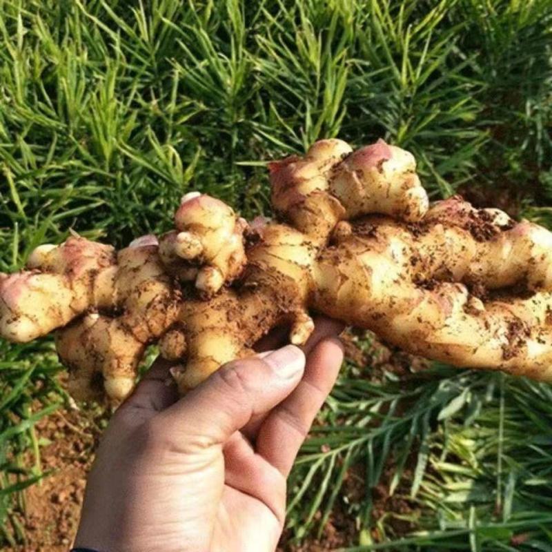 ������ɫС�ƽ�